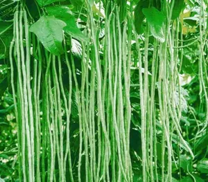Yard Long Bean Seeds for Planting - 50 Seeds - Asparagus Bean | Snake Bean | Chinese Long Bean | Red Ripper Cowpeas
