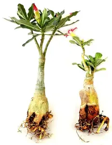 Set of 2 Adenium Desert Pink & Red Color House Plant Bonsai