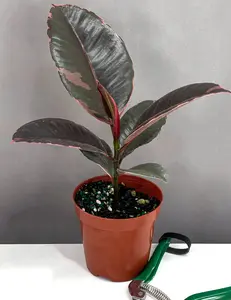 Ficus Elastica Ruby