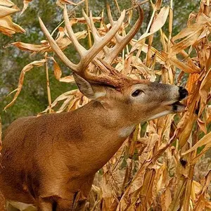 Dinner Getter Deer Food Plot Corn Seeds - 250 Seeds to Grow Deer Food - High Yielding Hybrid Corn for Big Whitetail Bucks, Great with Deer Mineral