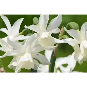 Daffodil Bulb- Thalia, WHITE Mini ,fall planting