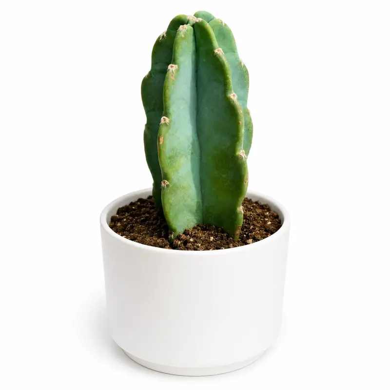 Cuddly Cactus 6” Pot Full Sun Plant – Unique Sculptural Growth with Vibrant Green Color, Beginner-Friendly Care for Home Decoration