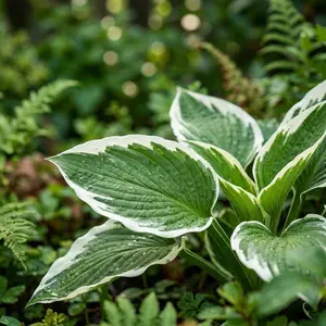 50 Variegated Hosta Seeds for Planting - Beautiful Garden Plants - Easy to Grow