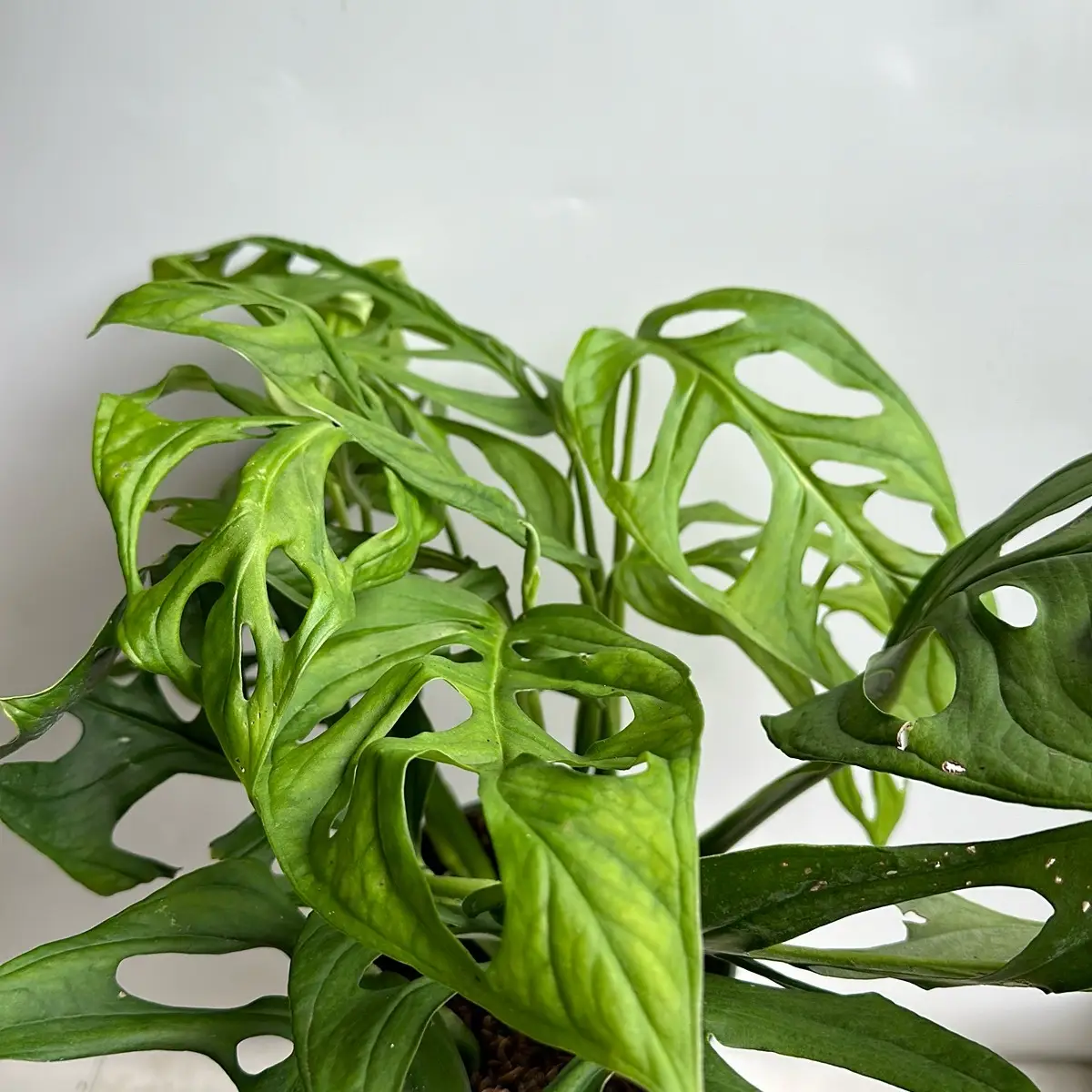 Monstera Esqueleto 6" pot monstera Epipremnoides esqueleto Climbing Plant with Unique Fenestrations