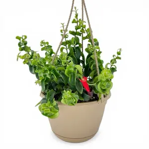 Lipstick Curly Rasta, 6inch Hanging Basket, Pet Safe, Curly Petals