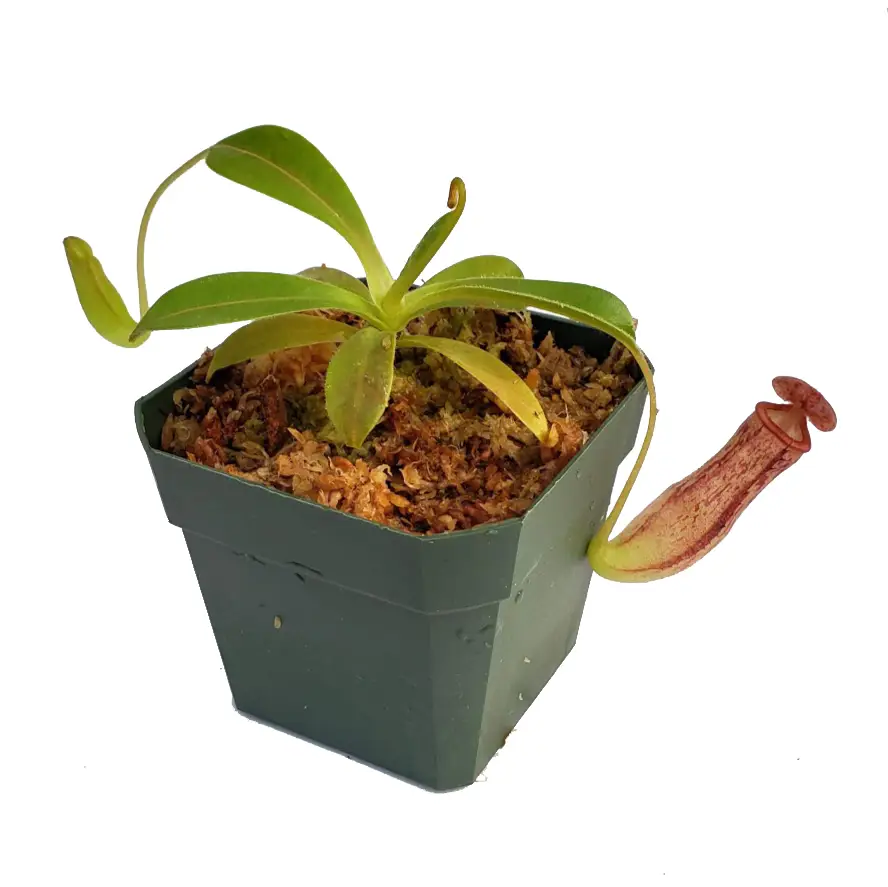 Tropical Pitcher Plant - Nepenthes - Bug-Eating Carnivorous Plant - Live Arrival - 3" Pot - Predatory Plants