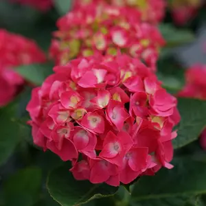 Wee Bit Giddy® Hydrangea