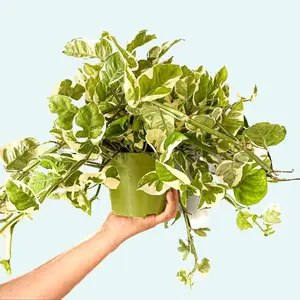 6" NJoy Pothos, (Epipremnum Aureum), Beginner Friendly Plant, Live Houseplant, Indoor Plant 6" NJoy Pothos, (Epipremnum Aureum), Beginner Friendly Plant, Live Houseplant, Indoor Plant