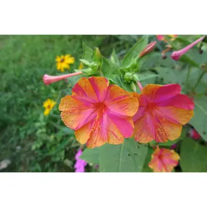 25 Reluctant Rebel Four O'clock Flowers Seeds