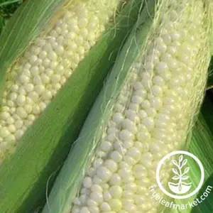 Corn Seeds - Sweet - Country Gentleman