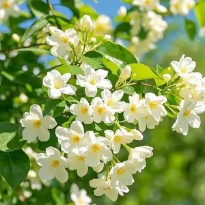 Rare Fragrant White Jasmine Seeds – 100PCS for a Blooming Paradise!