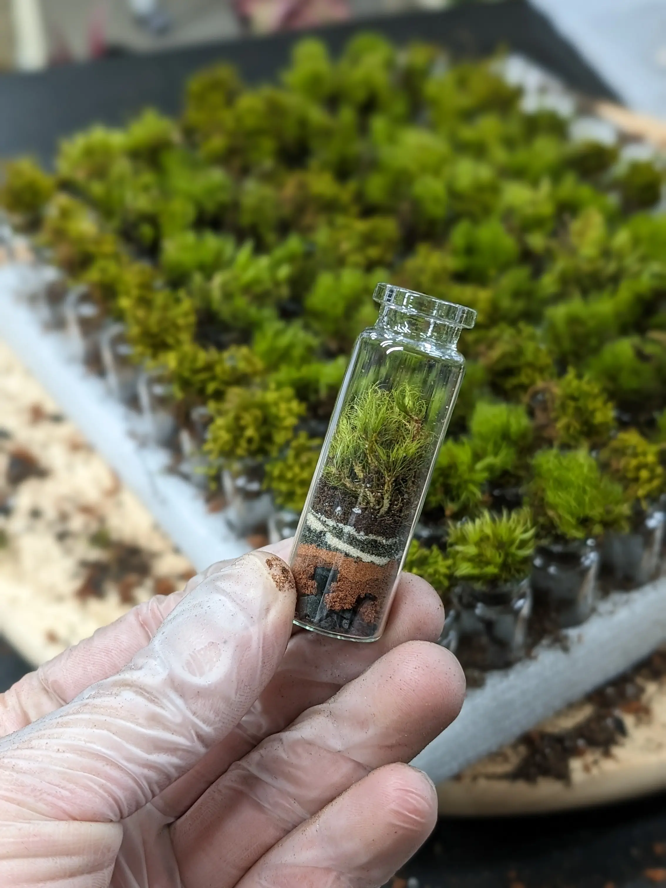 NYC Handcrafted Mini Terrarium - Fresh Ferny Moss & Lava Sand - Self-Sufficient Gift - 1.5" x 1/4" - Perfect Wedding Favor