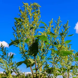 Iva annua Annual Marsh Elder Seeds, 6 Packs x 10 Seeds Each, Native Pollinator-Friendly Wildlife Habitat Garden Supplies