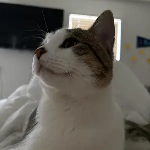 Potaroma Cat Nail Clipper with 4-Size Adjustable Trimming Hole & Hidden Nail File | Safe Toenail Trimmer for Kittens & Indoor Cats | Anti-Splash Claw Cutter for Pet Grooming (Blue)