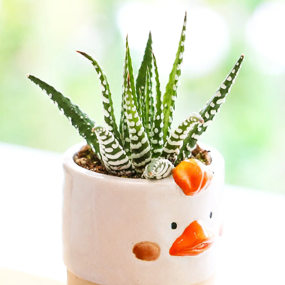 Haworthia attenuata Super White