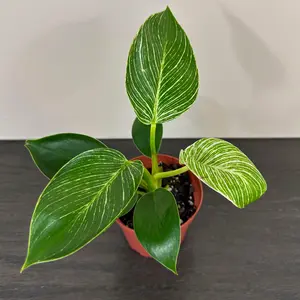 Philodendron 'Birkin'