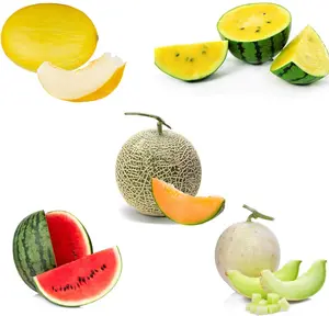 Organic Melon & Watermelon Seed Collection  5 Premium Non GMO Varieties for Home Gardening: Cantaloupe, Canary Melon, Honey Dew, Crimson Sweet & Sugar Baby Watermelon