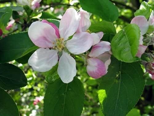 European French Crabapple Tree Seeds (Malus sylvestris) – 20 Non GMO Seeds, by Isla’s Garden Seeds, Hardy Cold-Climate Tree for Wildlife, Pollinator Gardens, Craft Cider & Homestead Planting