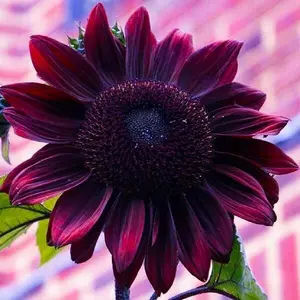 Sunflower Seeds for Planting – Plant & Grow Heirloom Chocolate Cherry Sunflowers in Home Outdoor Garden - Planting Instructions for Vibrant Blooms - Great Gardening Gift, 1 Packet - Grow Exotic Chocolate Cherry Sunflowers - Rare Garden Seeds for Planting