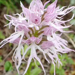 Naked Man Orchid Seeds Orchis Italica, Italian Orchid Fascinating and Unique Species of Orchid Distinctive and Intriguing Flower Shape for Gardens Outdoor 200Pcs Flower Seeds