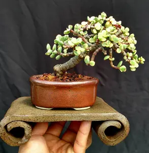 LIVE PLANT 1ft Portulacaria afra variegata - Elephant Food Plant variegated -  Dwarf Jade - Rainbow bush