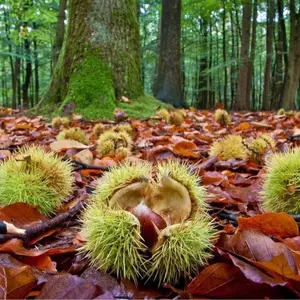 Colossal Chestnut Tree Seeds - Grow Huge Chestnuts - Castanea sp Colossal