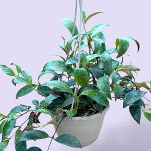 Black Pagoda Lipstick 6” - Pet Safe Hanging Plant