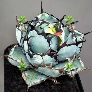 Premium Agave Succulents - Low-maintenance desert plants with striking textures, suitable for balconies and gardens