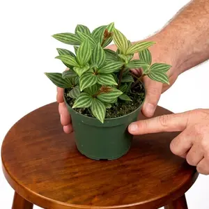 4" Peperomia 'Parallel', Pet Friendly Live Houseplant, Indoor Plant