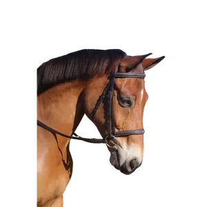Avignon Nashville Bridle