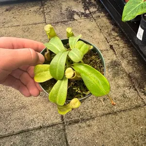 4" Pitcher Plant Carnivorous Plant in Pot - Detailed View of Green Leaves and Container