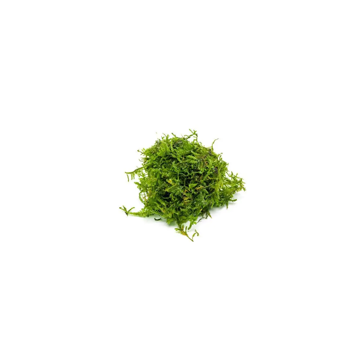 Christmas Moss