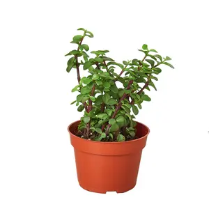 Succulent 'Elephant Bush' - Mighty Mini Tusker: Low Maintenance, Ornamental Houseplant