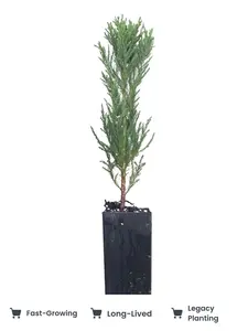 Giant Sequoia Sapling Legacy Tree Live Plant Hedge or Bonsai Forest