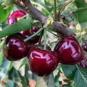 Black Cherry Fruit Tree Live Plant Seedling - Prunus serotina, Great for Home and Garden Yards Planting