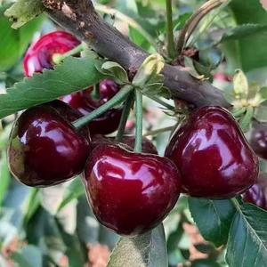 Black Cherry Fruit Tree Live Plant Seedling - Prunus serotina, Great for Home and Garden Yards Planting
