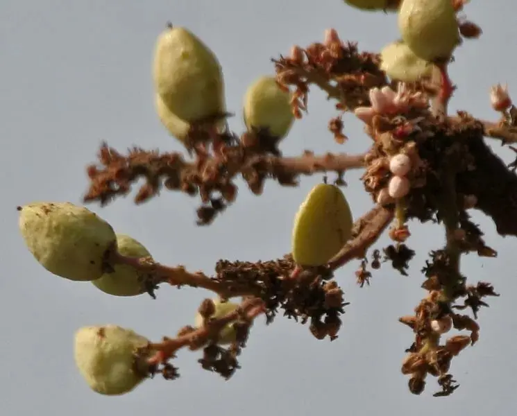 Boswellia serrata | Indian Frankincense | Salai Guggal | 5_Seeds