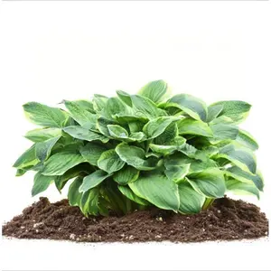 Hardy Mixed Heart-Shaped Hosta - 6, 12 or 24 Pack of Bare Roots - Rich Green Foliage Low Maintenance Heart Shaped Leaves Great Perennials for Zones 3-11