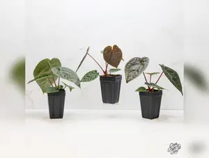 Anthurium Luxurians X 'Zara' x 'Michelle' by DocBlock® *Grower's Choice*