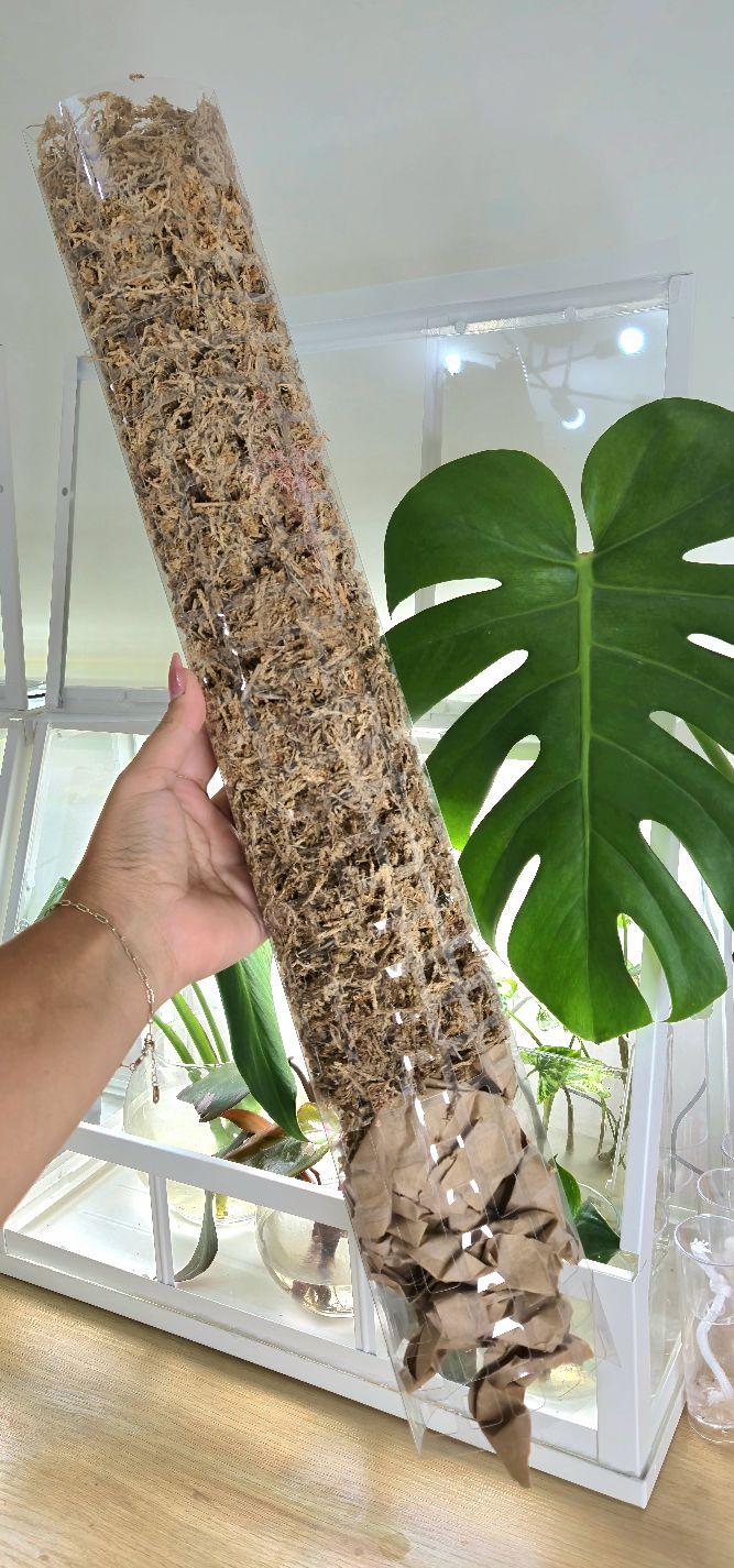 philodendron hederaceum var hederaceum Philodendron hederaceum var. hederaceum (Micans) from €9.99