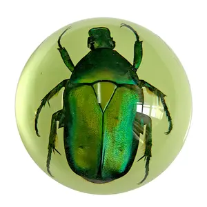 Real Green Rose Chafer Beetle Half Dome Paperweight Glow in the Dark