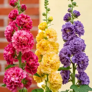 500PCS+ Hollyhock Seeds – Colorful Tall Blooms, Heirloom & Non-GMO, Perfect for Fences, Borders & Cottage Gardens