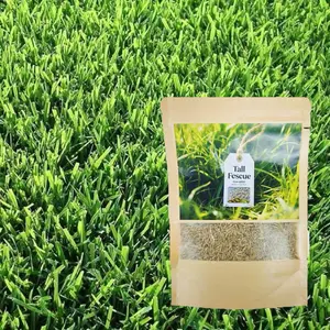6000 seeds for a dense, carpet-like lawn! Grows quickly and withstands all seasons, perfect for high-quality turf and golf courses.