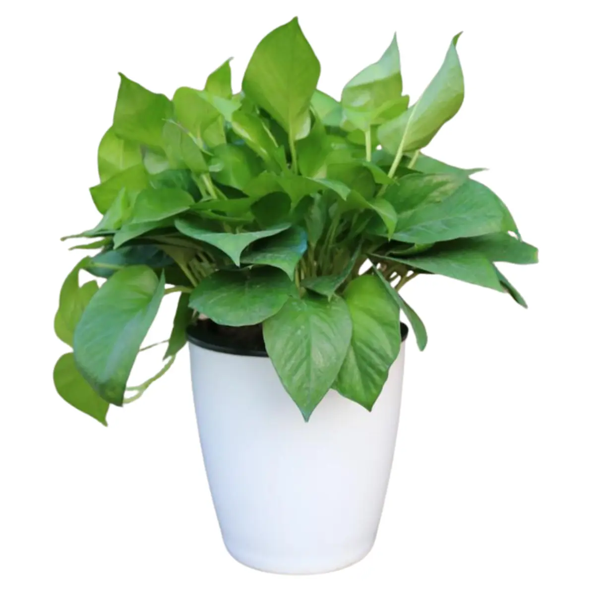 Strongwell Nordic Hydroponics Flower Pot for Home Gardening and Balcony Gardens
