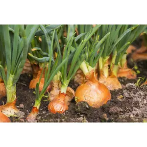 200+ Onion Seeds For Planting Easy to Grow Mix Seeds For Sale