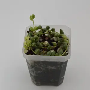 Variegated String of Pearls