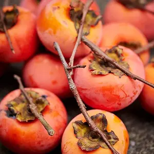 American Persimmons Tree Seedlings for Planting - 1 Yr Old Seedlings (2 Persimmon Tree) - No Ship to California