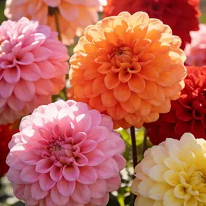 200 Rare Mixed Double Dahlia Seeds for Planting – Colorful Heirloom Flower Seeds, Seeds Only (Not Live Plants)