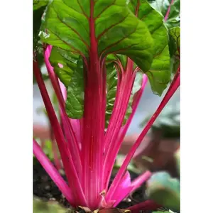 Swiss Chard vegetable seeds, Magenta Sunset open-pollinated