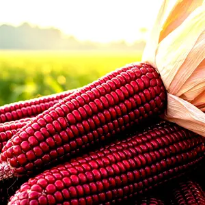 100+ STRAWBERRY RARE RUBY CORN SEEDS RED HEIRLOOM NON-GMO POPCORN